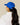 Casquette Baseball Adulte Caribou Bleu